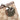 Brown Gucci GG Canvas Eclipse Crossbody - Designer Revival
