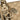 Beige Gucci GG Canvas Jolicoeur Crossbody - Designer Revival