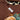Brown Hermès Jungle Love Silk Scarf 90 Scarves
