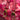 Pink Louis Vuitton Limited Edition Monogram Nylon Ikat Noefull MM Bucket Bag - Designer Revival