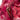 Pink Louis Vuitton Limited Edition Monogram Nylon Ikat Noefull MM Bucket Bag - Designer Revival