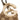 Brown Gucci GG Canvas Charlotte Crossbody - Designer Revival