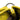 Yellow Bottega Veneta Nappa Intrecciato Bucket Bag - Designer Revival
